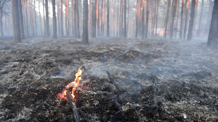 Wzrasta zagrożenie pożarowe w lasach. Tylko w czwartek wybuchło ich ponad sto