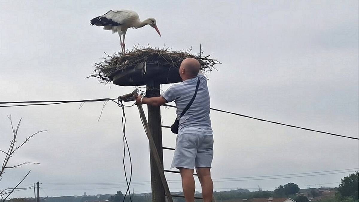 Mężczyzna odkłada pisklę do gniazda.