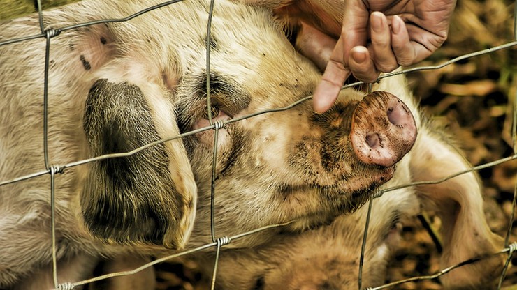 Hodowcy świń dostaną unijne wsparcie