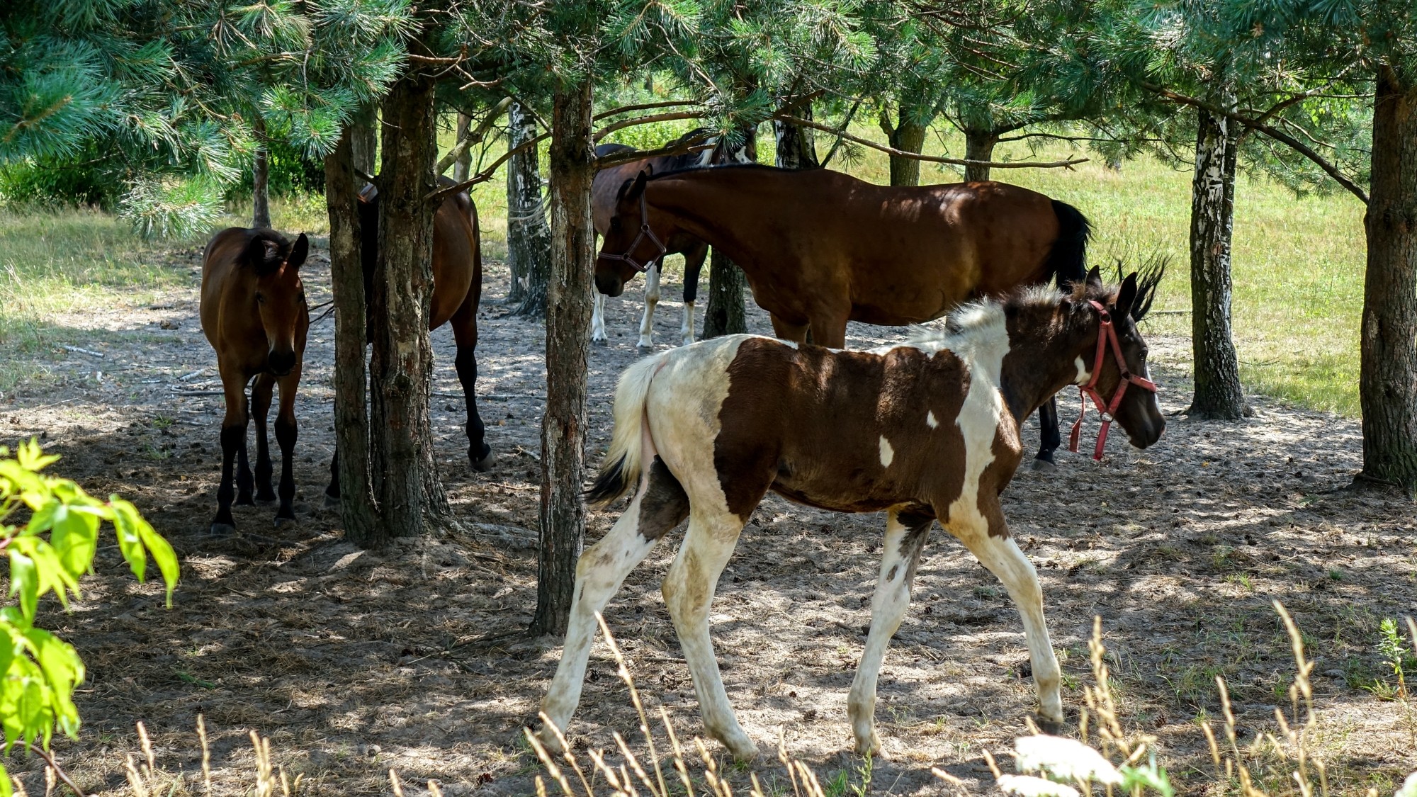 Lipiec w obiektywie - zdjęcie 6