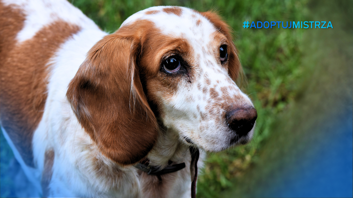 Portret psa w typie rasy gończy z logotypem akcji "Adoptuj Mistrza".