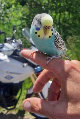 Papuga zainteresowała się pracą policjantów. Była przyjazna i oswojona z człowiekiem