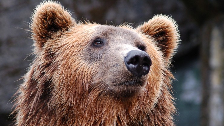 Finlandia: niedźwiedź uszkodził wynajęte przez turystów auto