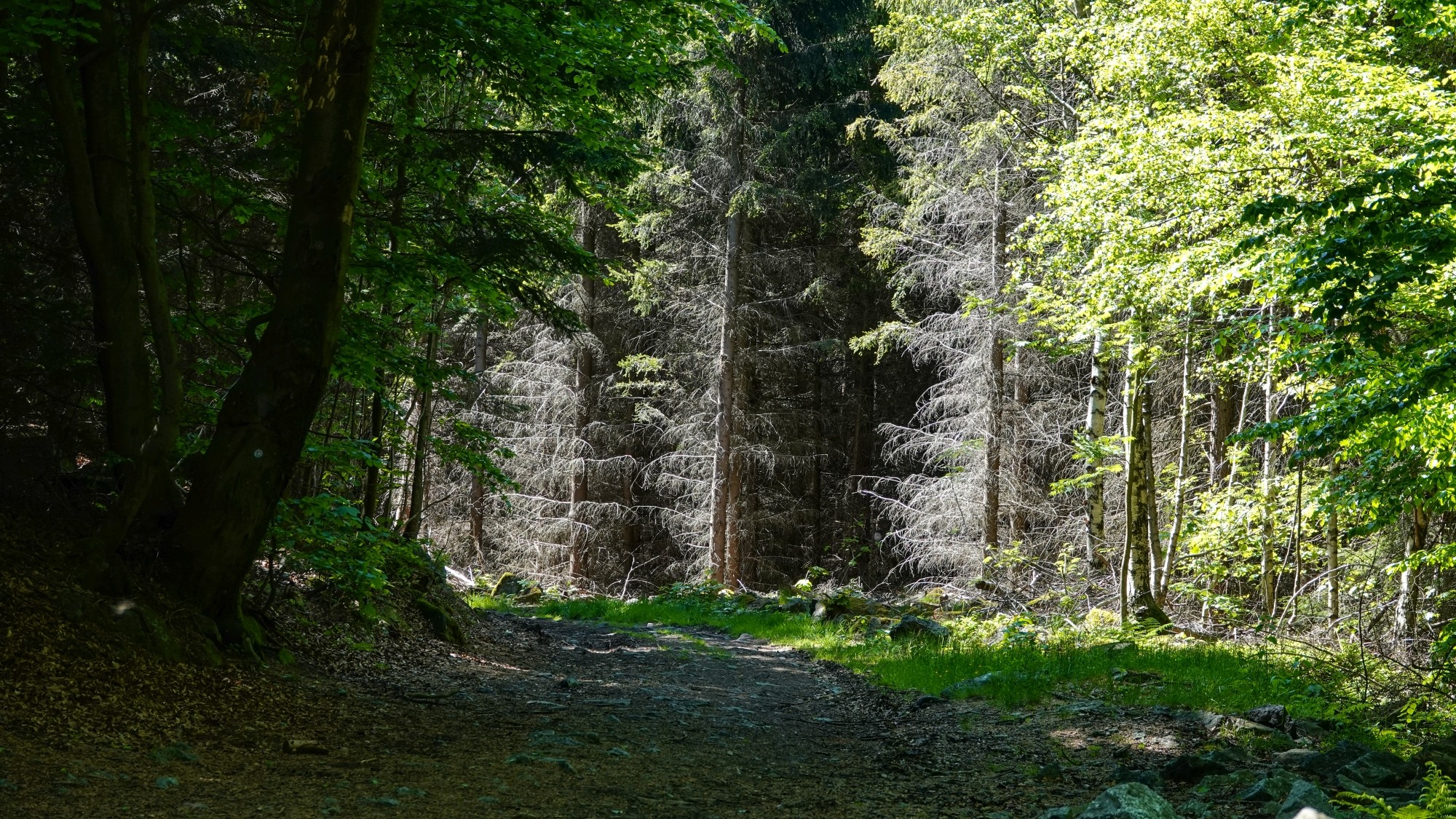 Uroki zielonej pory roku - zdjęcie 65