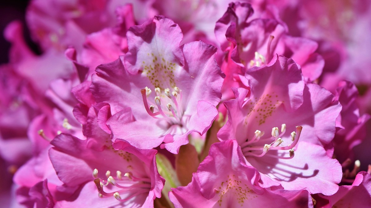 Szkodniki i choroby rododendronów – jak sobie z nimi poradzić?