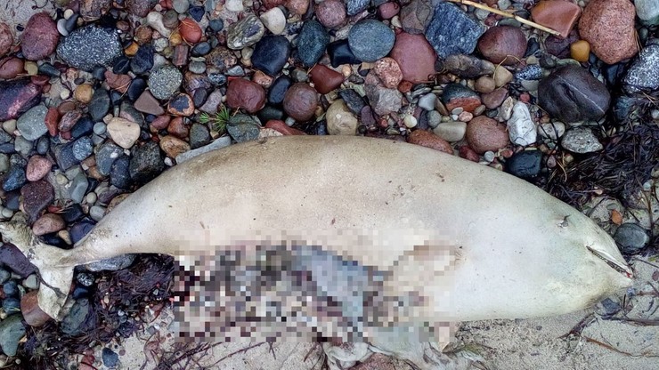 Morświn z rozciętym brzuchem znaleziony na plaży w Mechelinkach
