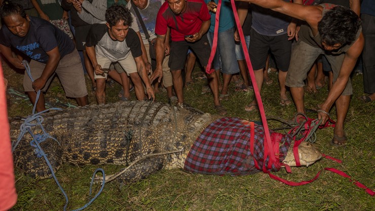 Indonezja. Krokodyl żył z oponą zaciśniętą wokół szyi. Przez sześć lat
