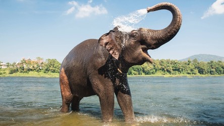 Słonie uratują ludzkość przed zagładą związaną z epidemiami groźnych chorób