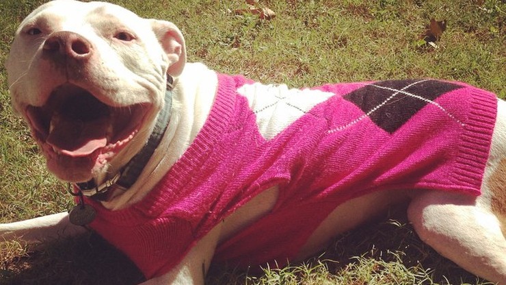 Pies zaatakował rodzinę, bo chciano ubrać go w sweter