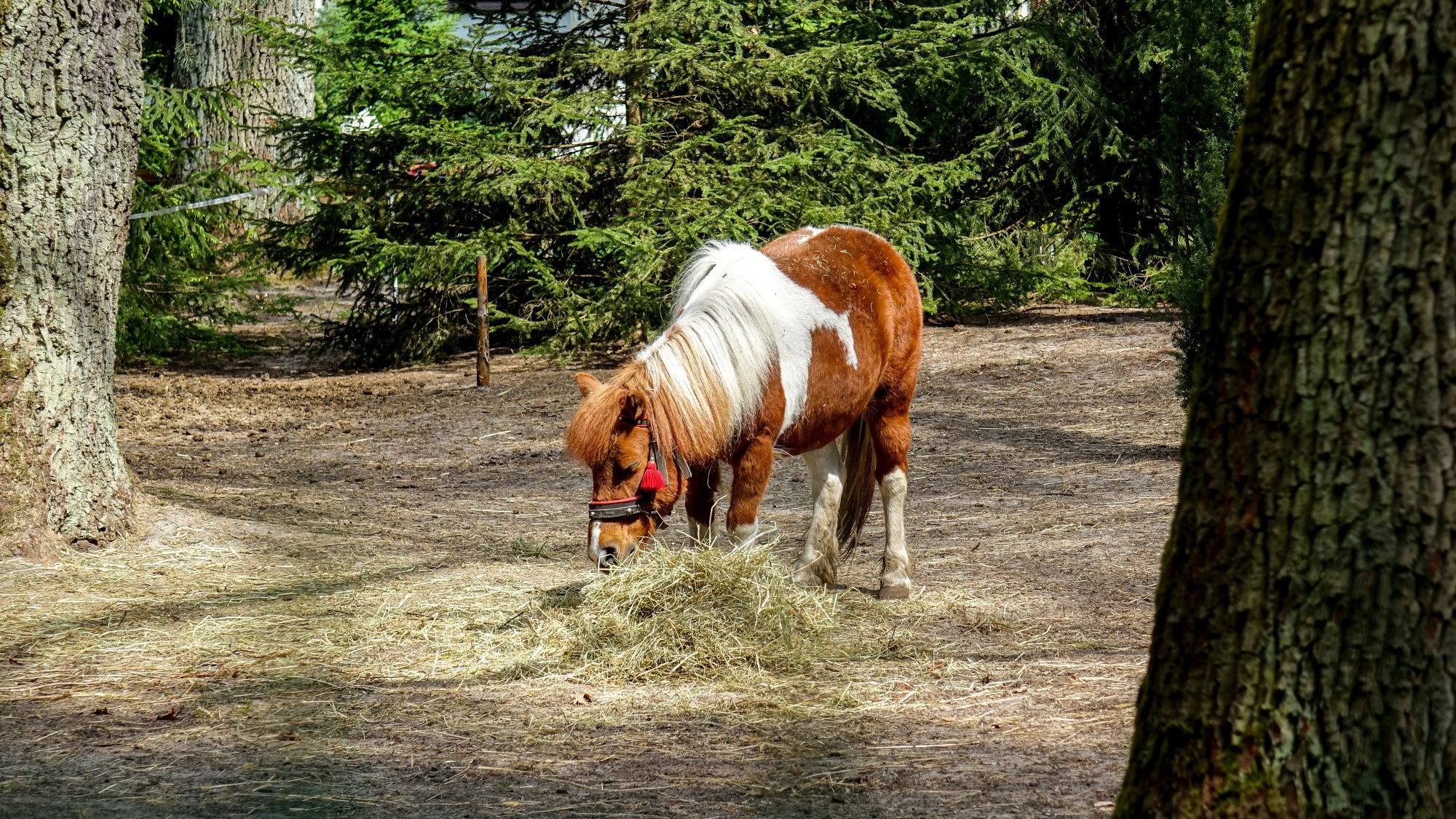 Maj w obiektywie - zdjęcie 28