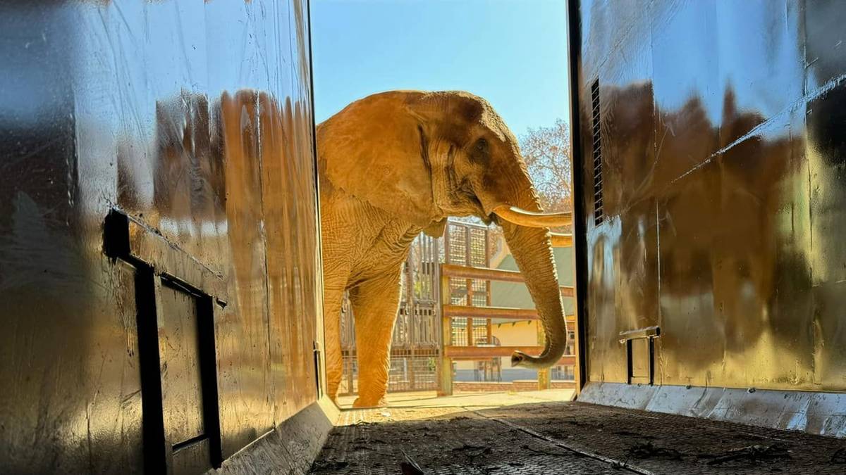 W zoo w RPA nie ma już słoni. Ostatni odzyskał wolność po 43 latach