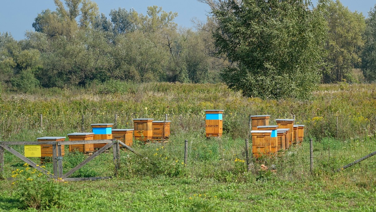 Uroki końca lata - zdjęcie 29