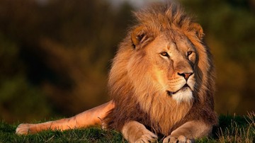 Lew uciekł z klatki i zabił 22-latkę. Tragiczny wypadek w USA