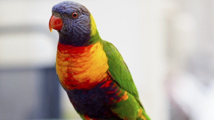 Papuga świadkiem w procesie o zabójstwo? W USA to rozważają
