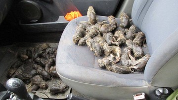 Setki susłów uratowanych przed utonięciem