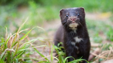 Koronawirus zmutował. Dania wybije wszystkie norki