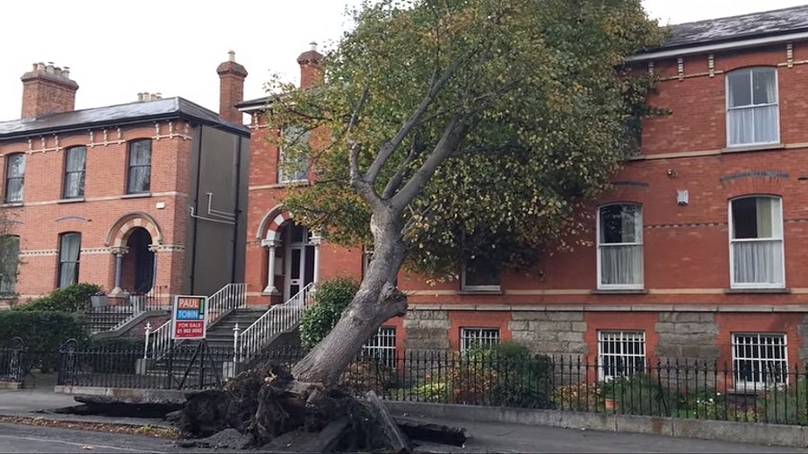 Powalone drzewo w Dublinie w Irlandii. Fot. YouTube / Independent.ie