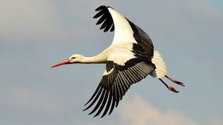 11-02-2026 03:59 Bociany są już w drodze do Polski. Tego nie było od wielu lat