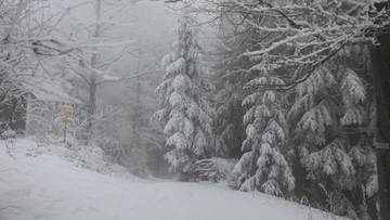 Zgubili się w lesie. Tragiczny finał zimowego spaceru