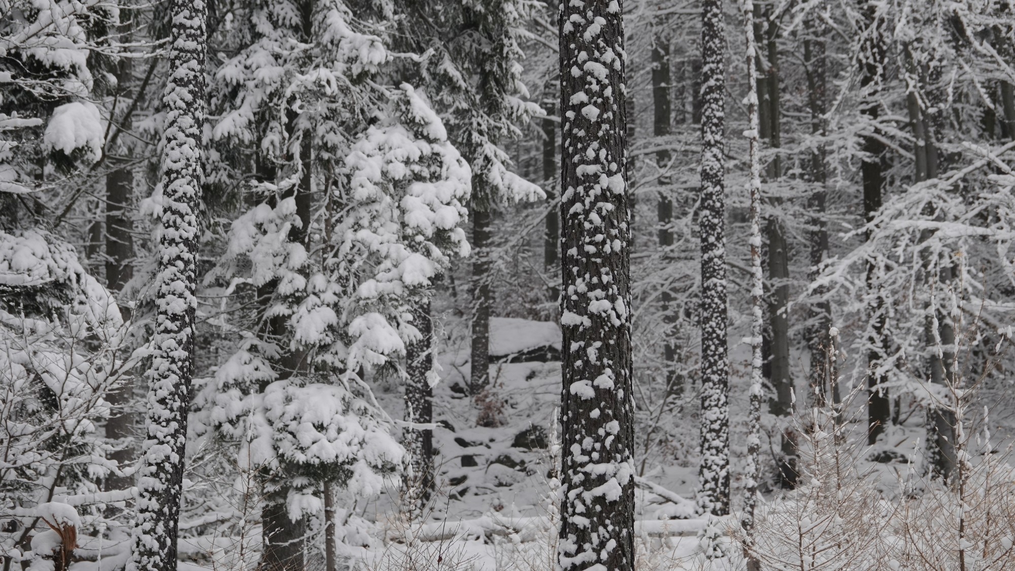 Oblicza zimy - zdjęcie 21