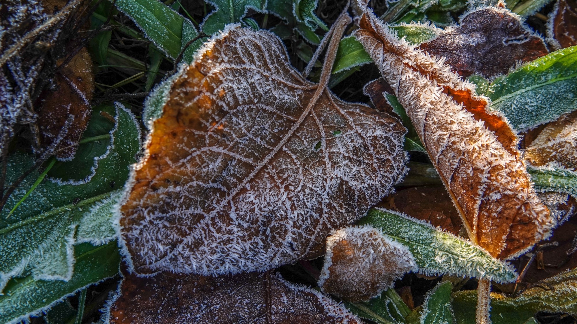 Szron pod lupą - zdjęcie 6