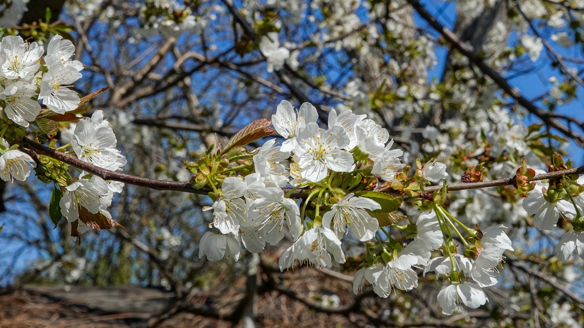 Kwitnąca wiosna - zdjęcie 17