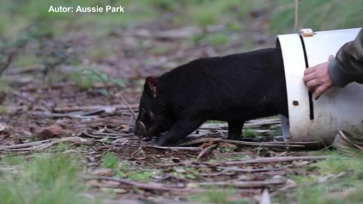 W Australii na świat przyszły małe diabły tasmańskie. Na kontynencie pierwsze od 3 tys. lat