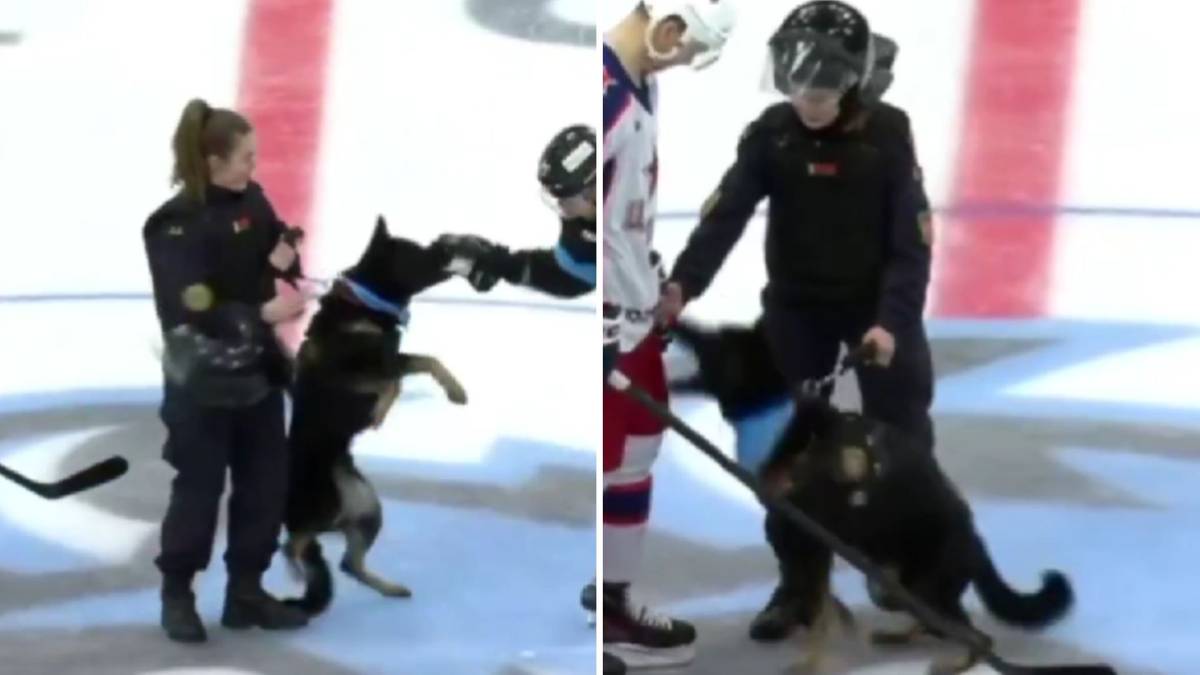 Pies służbowy Spike podczas symbolicznego wznowienia gry przed meczem hokejowym ugryzł dwóch zawodników. Na zdjęciu widać moment, gdy pies chwyta za rękawicę jednego z graczy oraz drugi kadr z psem obok zawodnika w kasku i masce.