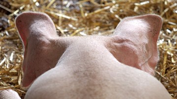 USA wstrzymują import wieprzowiny z Polski. Z powodu ASF
