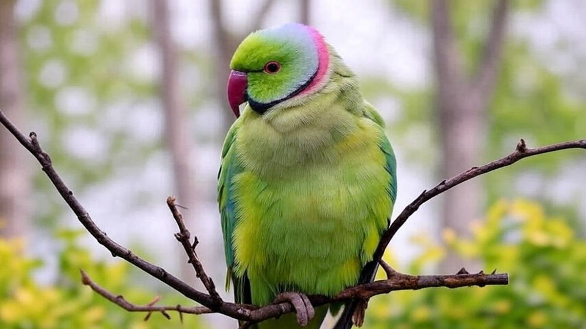 Tak wygląda papuga Aleksandretta obrożna. Fot. Pixabay.