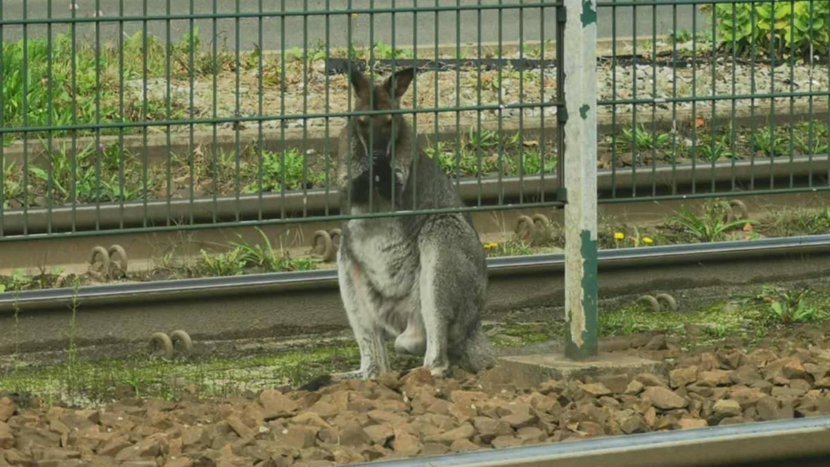Kangur na gigancie. Akcja służb w Krakowie