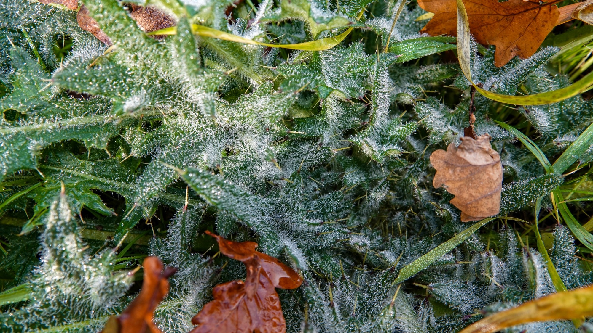 Szron pod lupą - zdjęcie 26