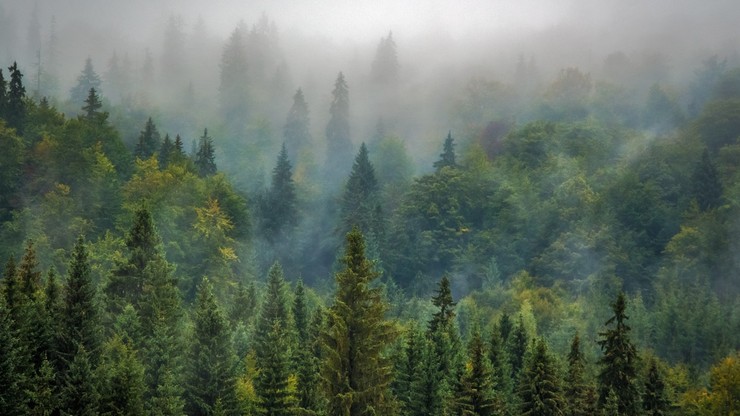 Austriacki koncern nielegalnie wycina rumuńskie lasy