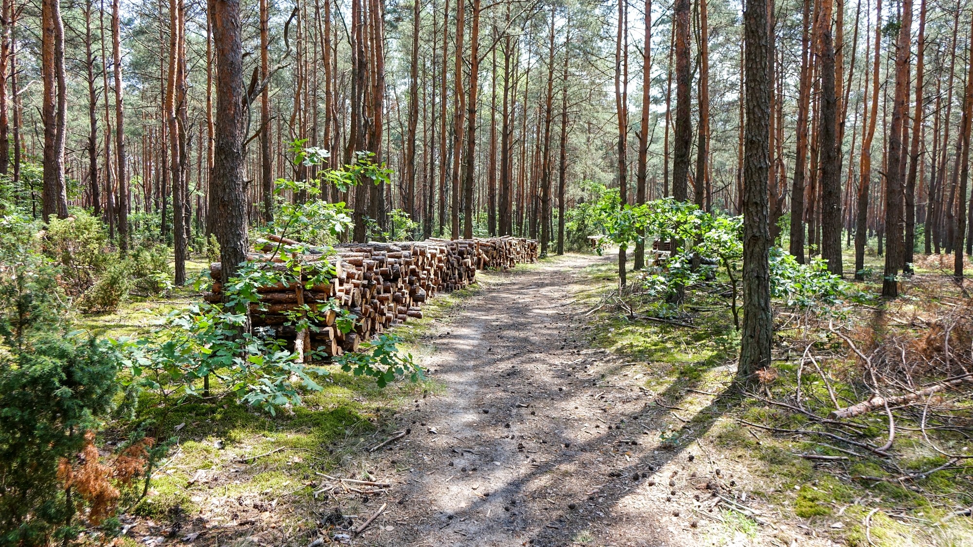 Urocze zakątki w lasach - zdjęcie 94