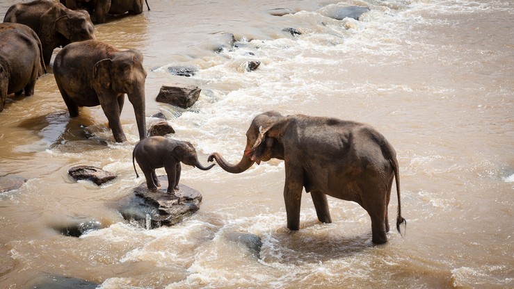 W parku narodowym zginęło sześć słoni. Próbowały ratować  swego pobratymca
