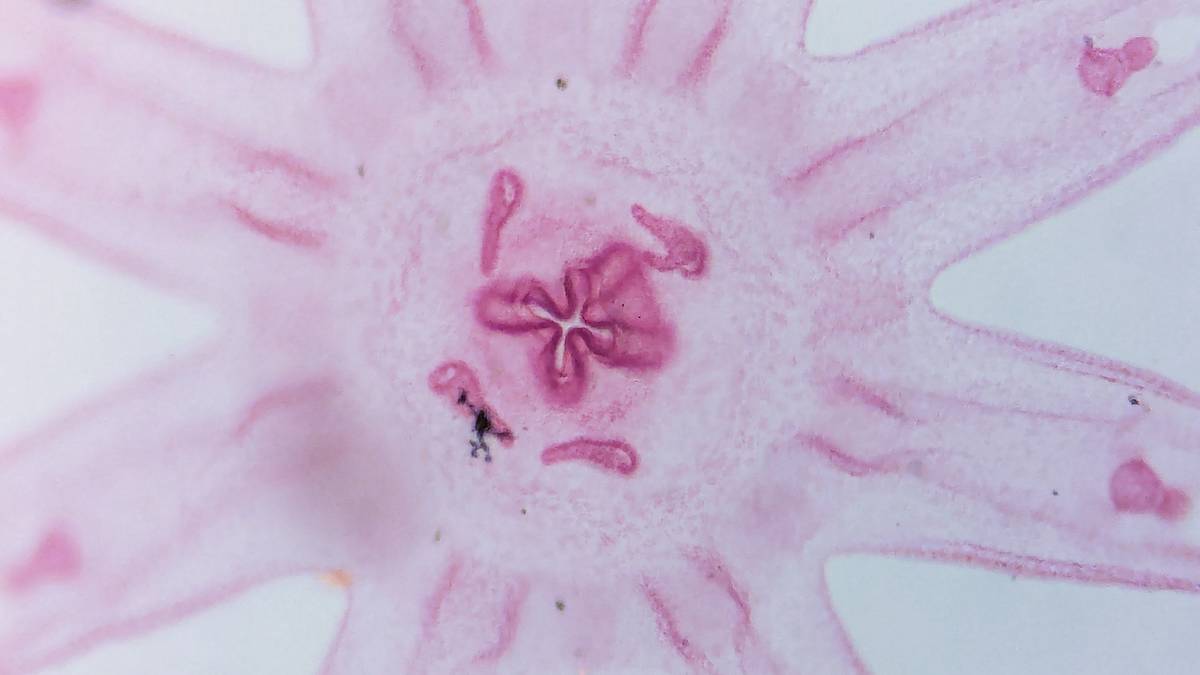 NASA badała meduzy w kosmosie