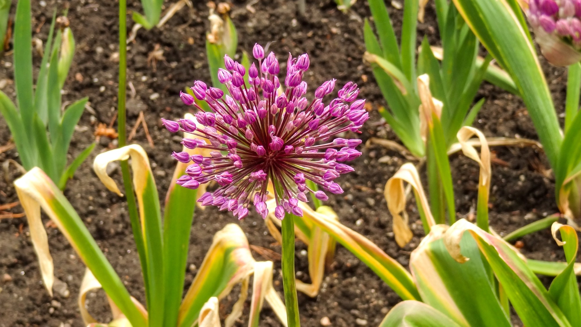 Wiosna radosna - zdjęcie 27