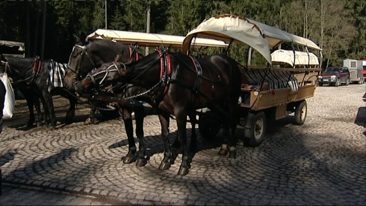 Konie z Morskiego Oka przebadane. 6 na 300 wycofanych z pracy