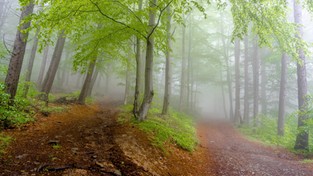 30.05.2023 05:59 Tajemnicza atmosfera w lesie spowitym gęstą mgłą. Posłuchaj kojących dźwięków natury