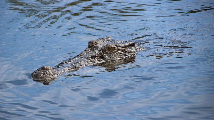 W rejonie Rzymu trwają poszukiwania krokodyla. Miał być widziany w jednym z kanałów