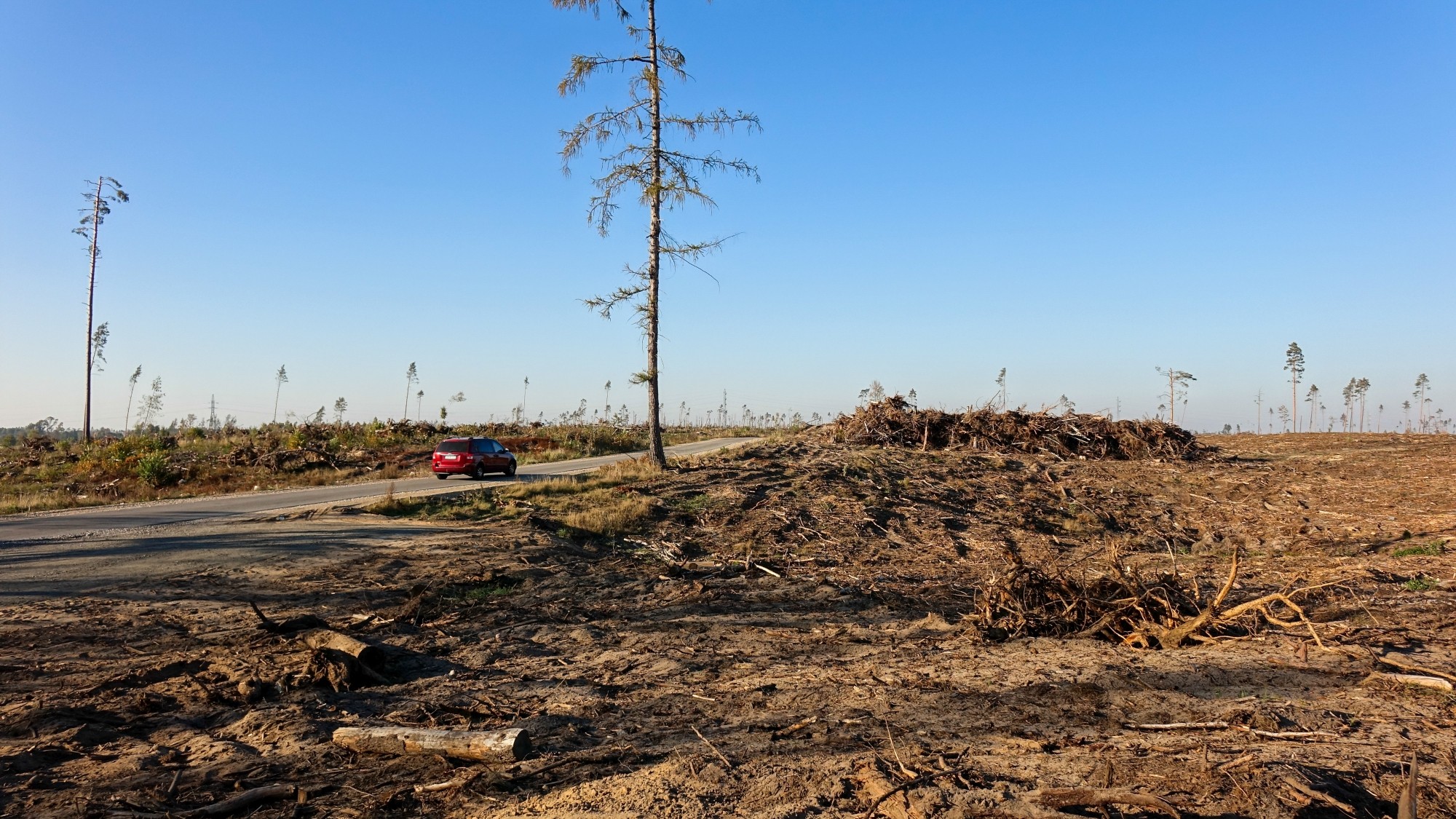 Bory Tucholskie po nawałnicy - zdjęcie 5