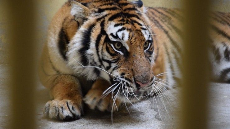 Organizator transportu tygrysów może wyjść na wolność