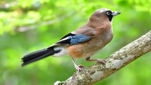 15-11-2025 05:59 Ten polski ptak zadziwił naukowców. Jako jedyny wykształcił taką umiejętność