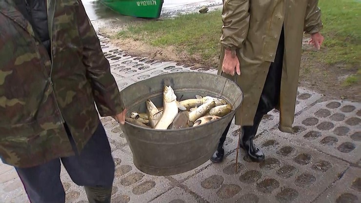 Wielkopolskie. Setki kilogramów śniętych ryb wyławiane z Jeziora Niepruszewskiego