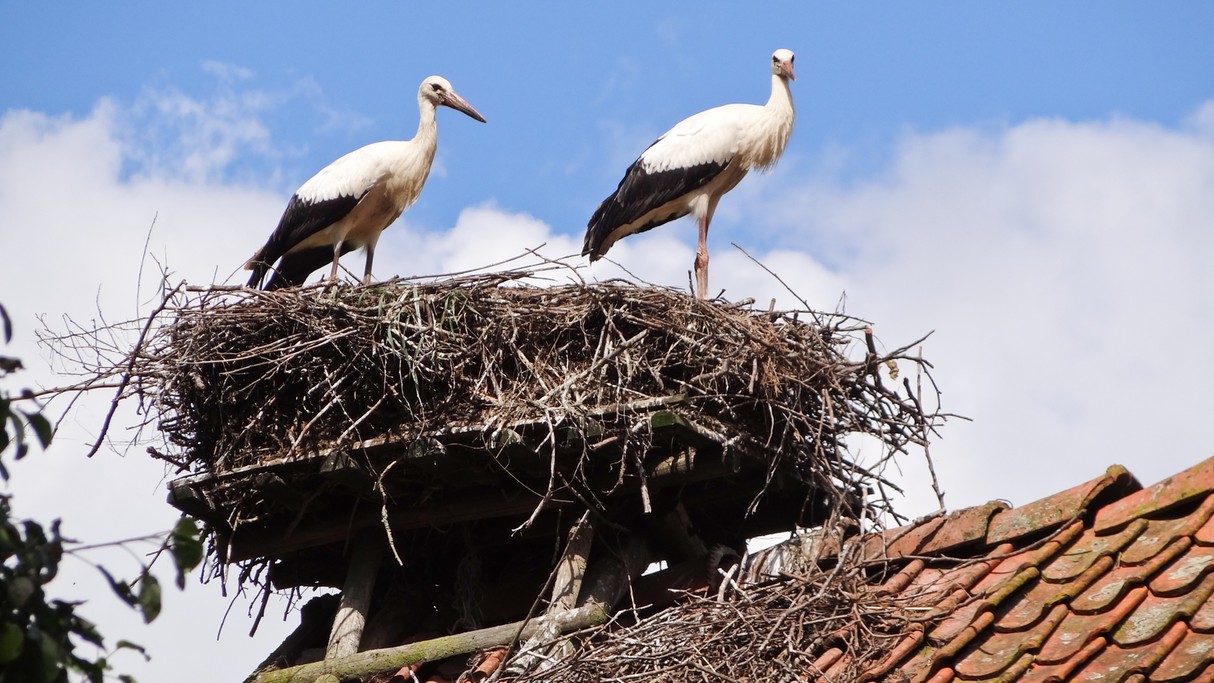 Bociania wioska - zdjęcie 25