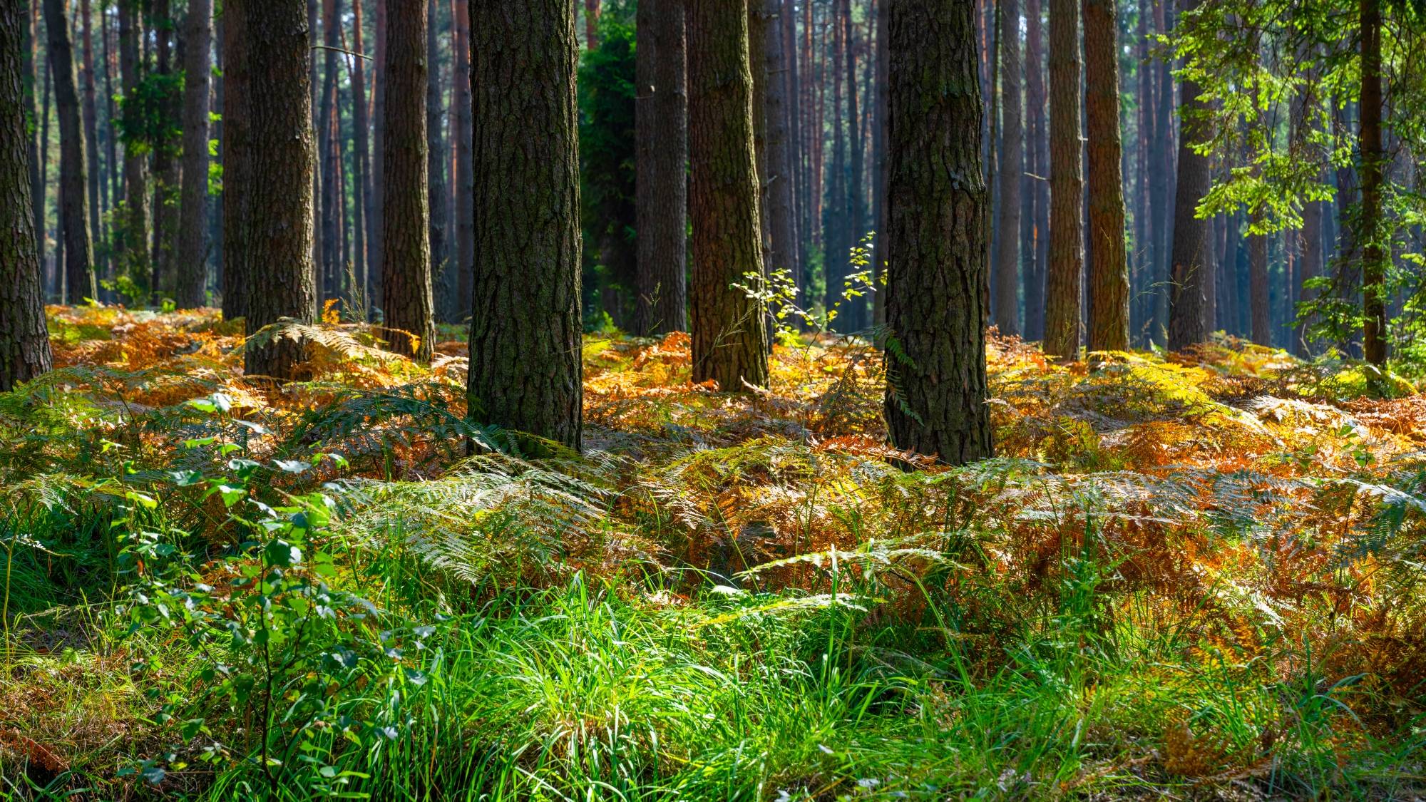 Kolory lata - zdjęcie 27