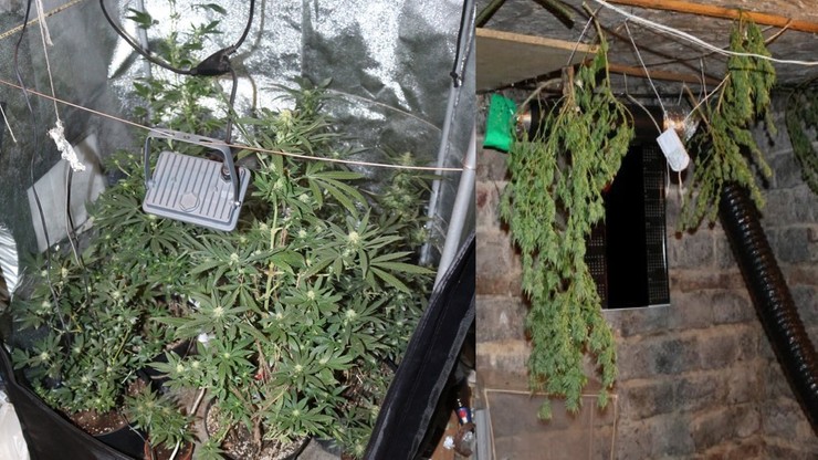 Policja odkryła plantację marihuany, bo jej właściciel źle zaparkował motorower