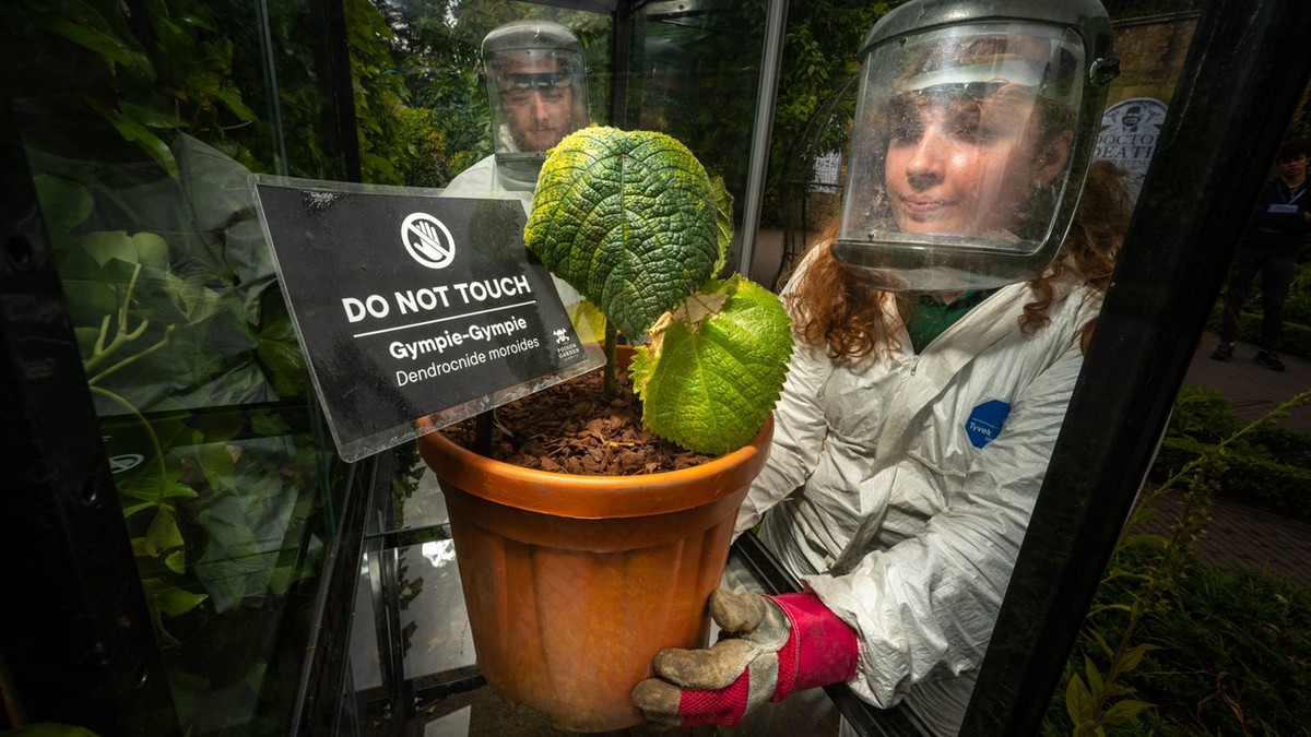 Wielka Brytania: Toksyczna roślina trafiła na wystawę. Zabezpiecza ją szkło i osobisty "ochroniarz"