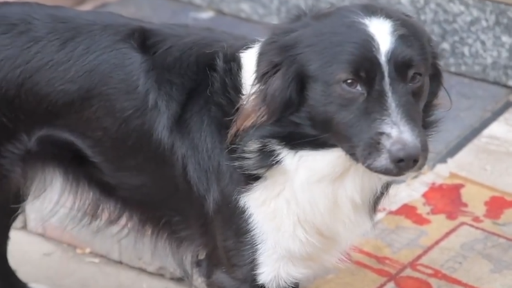 Pies od dwóch miesięcy czeka na swojego właściciela. Mężczyzna jest chory na Covid-19