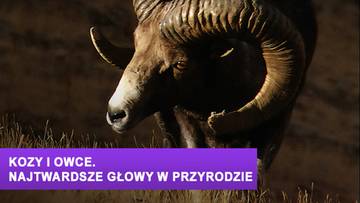 Kozy i owce. Najtwardsze głowy w przyrodzie